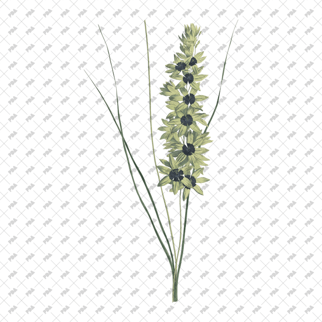 PNG Cutout Flowers for Collages - Post Digital Architecture — Free and Affordable Resources for Architects