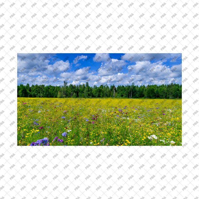 Meadows, Fields Backgrounds Set - Post Digital Architecture — Free and Affordable Resources for Architects