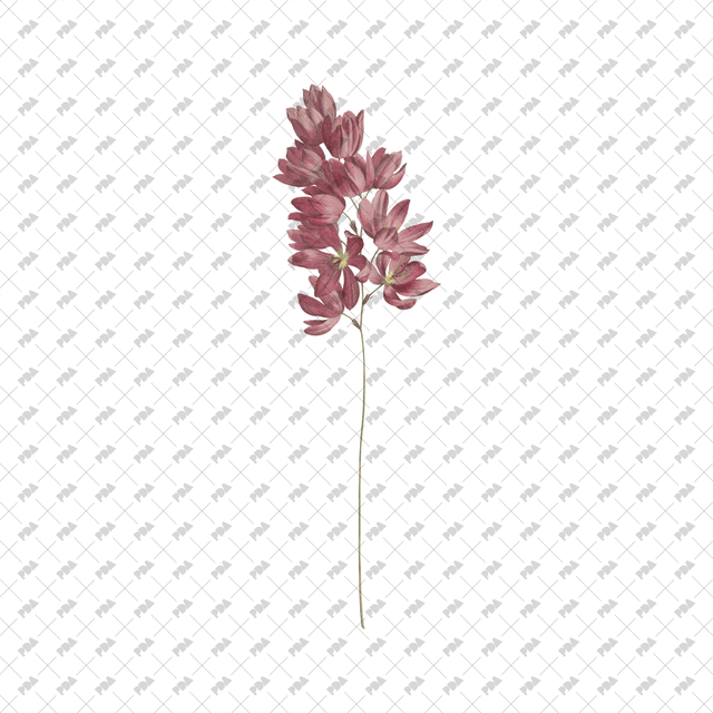 PNG Cutout Flowers for Collages - Post Digital Architecture — Free and Affordable Resources for Architects