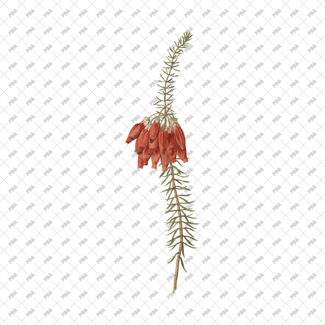 PNG Cutout Flowers for Collages - Post Digital Architecture — Free and Affordable Resources for Architects