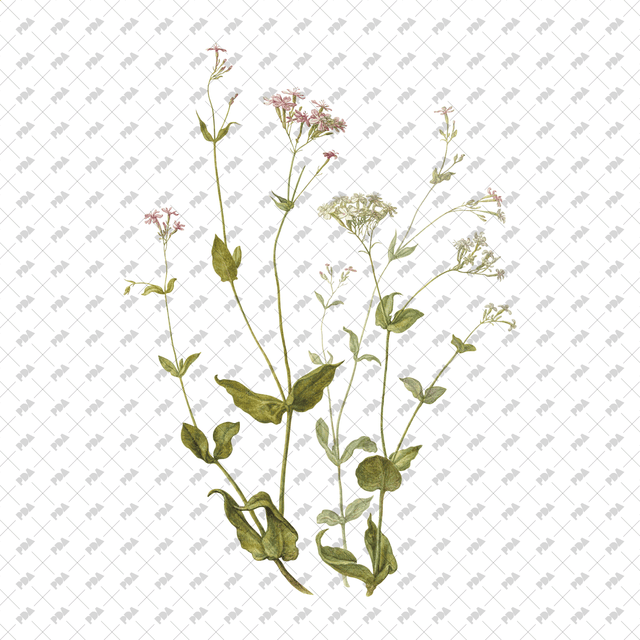 PNG Cutout Flowers for Collages - Post Digital Architecture — Free and Affordable Resources for Architects