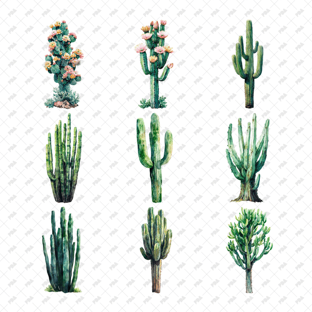 PNG Watercolor Desert Plants - Post Digital Architecture — Free and Affordable Resources for Architects