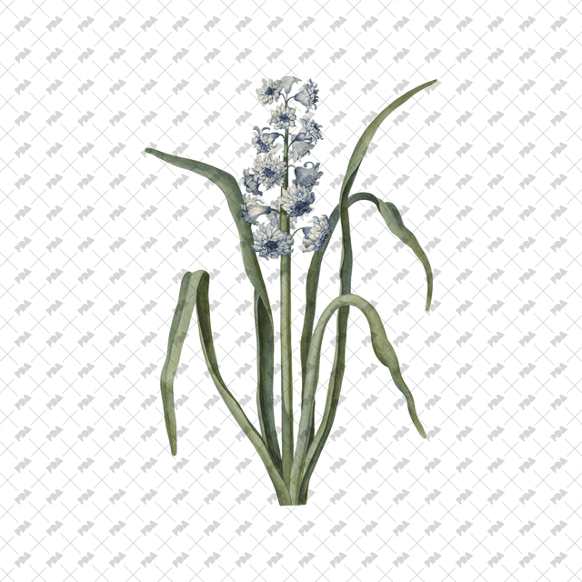 PNG Cutout Flowers for Collages - Post Digital Architecture — Free and Affordable Resources for Architects