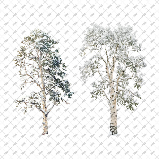 PNG Winter Trees - Post Digital Architecture — Free and Affordable Resources for Architects