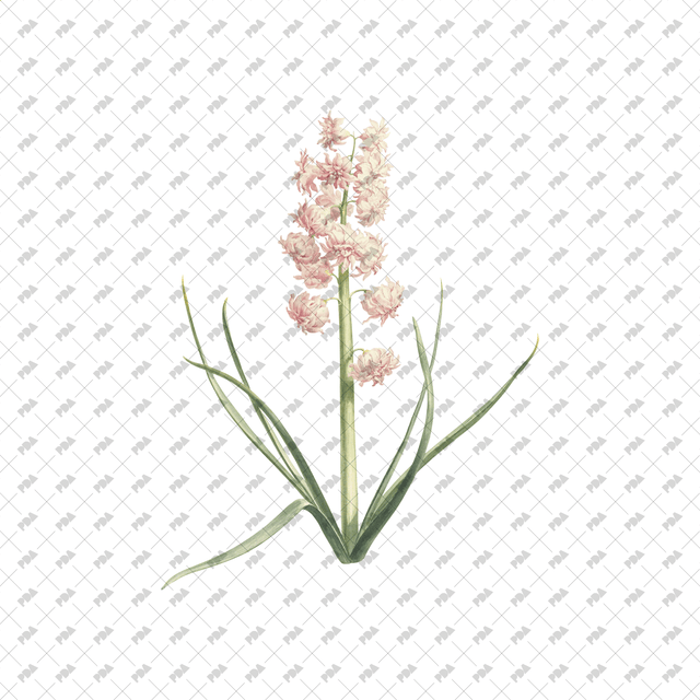 PNG Cutout Flowers for Collages - Post Digital Architecture — Free and Affordable Resources for Architects
