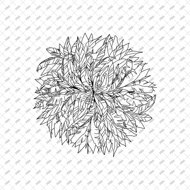 Vector, PNG Hand Drawn Trees in Top View Set - Post Digital Architecture — Free and Affordable Resources for Architects