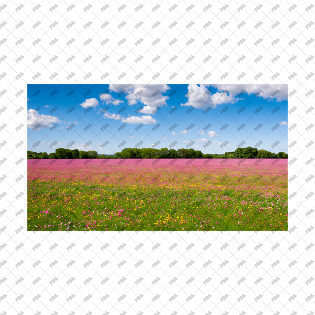 Meadows, Fields Backgrounds Set - Post Digital Architecture — Free and Affordable Resources for Architects