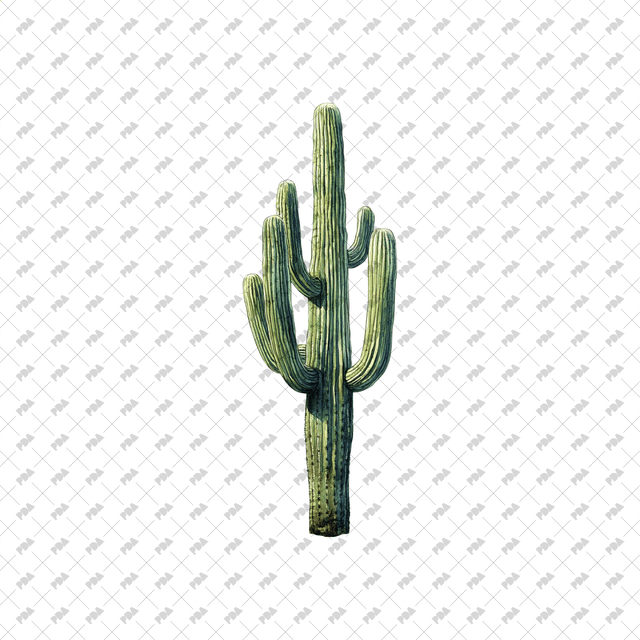 PNG Watercolor Desert Plants - Post Digital Architecture — Free and Affordable Resources for Architects