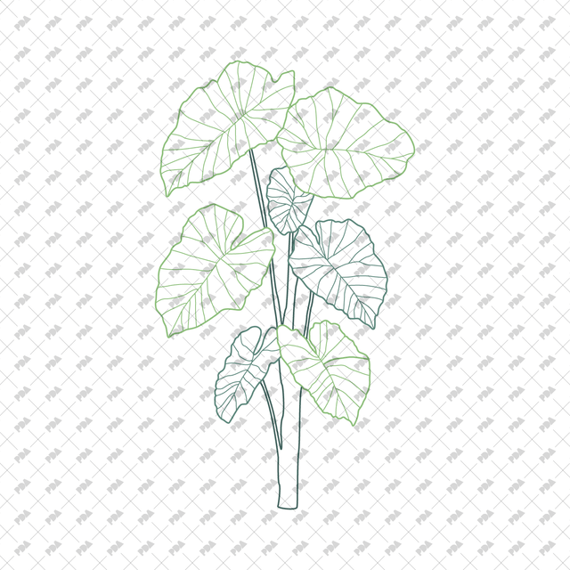CAD, Vector, PNG Plants in Color and B/W - Post Digital Architecture — Free and Affordable Resources for Architects