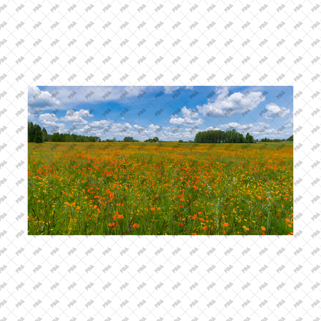 Meadows, Fields Backgrounds Set - Post Digital Architecture — Free and Affordable Resources for Architects