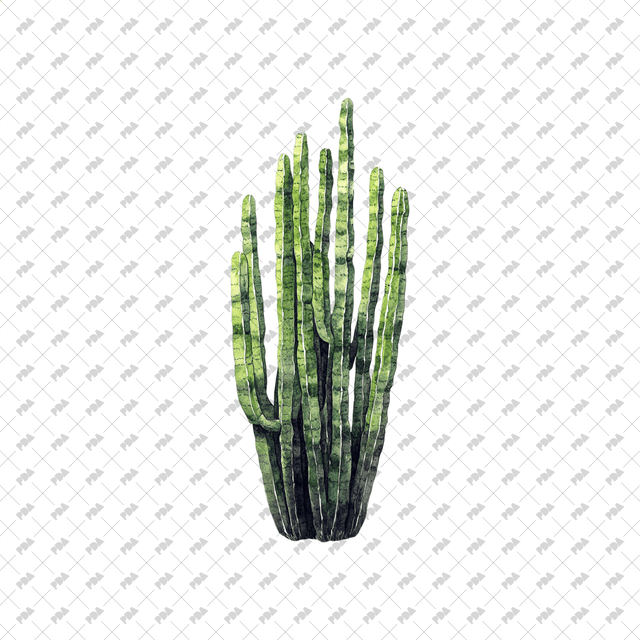 PNG Watercolor Desert Plants - Post Digital Architecture — Free and Affordable Resources for Architects