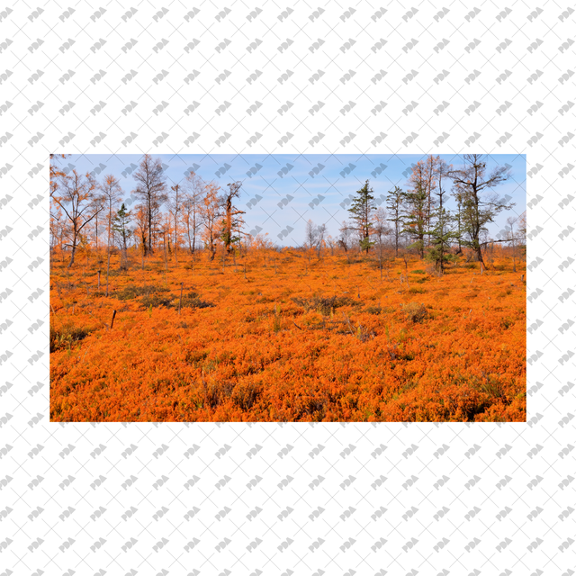 Meadows, Fields Backgrounds Set - Post Digital Architecture — Free and Affordable Resources for Architects