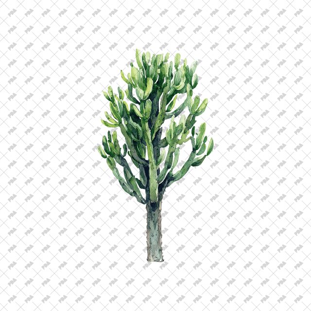 PNG Watercolor Desert Plants - Post Digital Architecture — Free and Affordable Resources for Architects