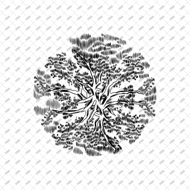 Vector, PNG Hand Drawn Trees in Top View Set - Post Digital Architecture — Free and Affordable Resources for Architects