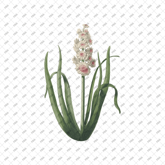 PNG Cutout Flowers for Collages - Post Digital Architecture — Free and Affordable Resources for Architects