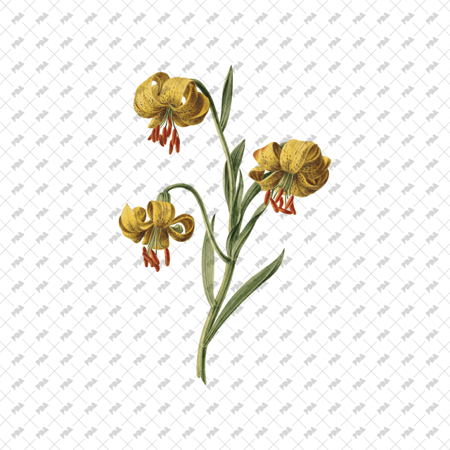 PNG Cutout Flowers for Collages - Post Digital Architecture — Free and Affordable Resources for Architects