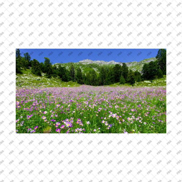 Meadows, Fields Backgrounds Set - Post Digital Architecture — Free and Affordable Resources for Architects