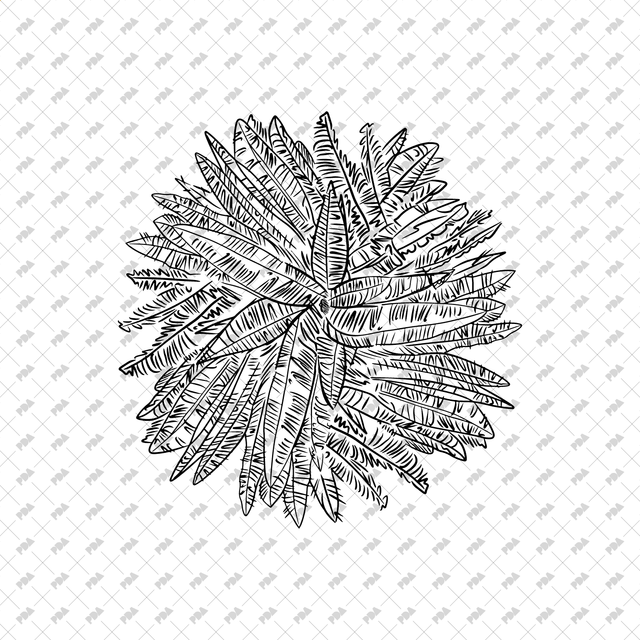 Vector, PNG Hand Drawn Trees in Top View Set - Post Digital Architecture — Free and Affordable Resources for Architects