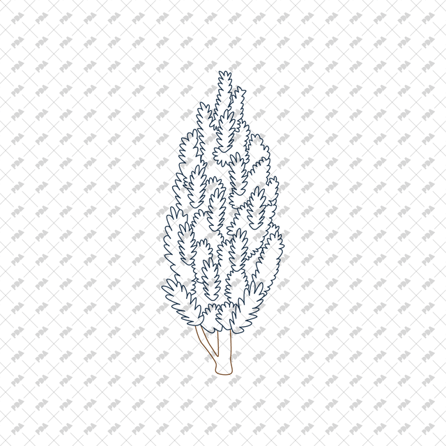 CAD Vector PNG Coniferous Trees - Post Digital Architecture — Free and Affordable Resources for Architects