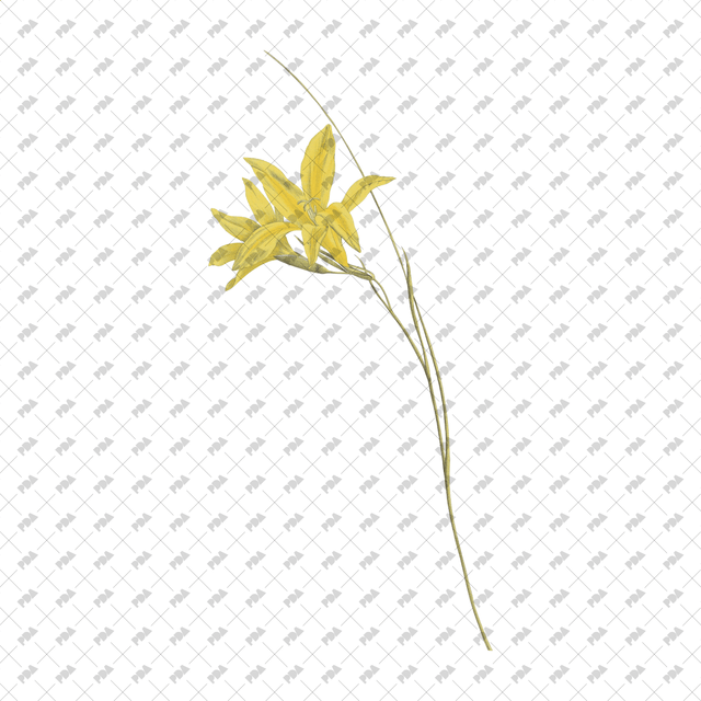 PNG Cutout Flowers for Collages - Post Digital Architecture — Free and Affordable Resources for Architects