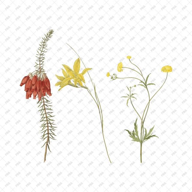 PNG Cutout Flowers for Collages - Post Digital Architecture — Free and Affordable Resources for Architects