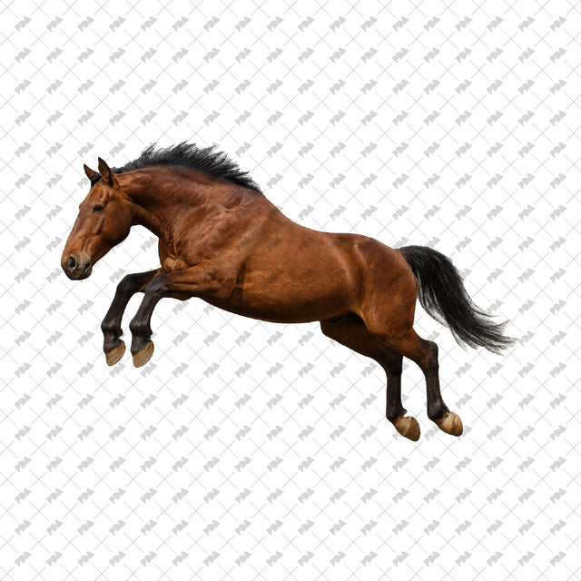 PNG Cutout Horses - Post Digital Architecture — Free and Affordable Resources for Architects
