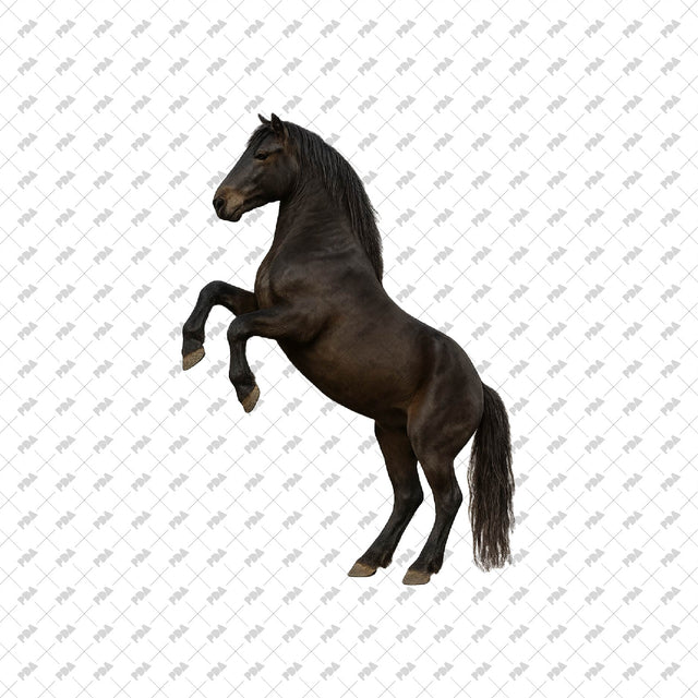 PNG Cutout Horses - Post Digital Architecture — Free and Affordable Resources for Architects