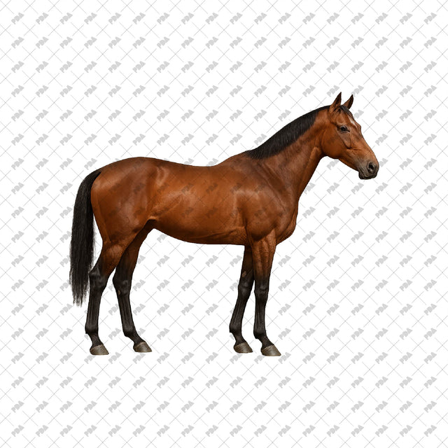 PNG Cutout Horses - Post Digital Architecture — Free and Affordable Resources for Architects