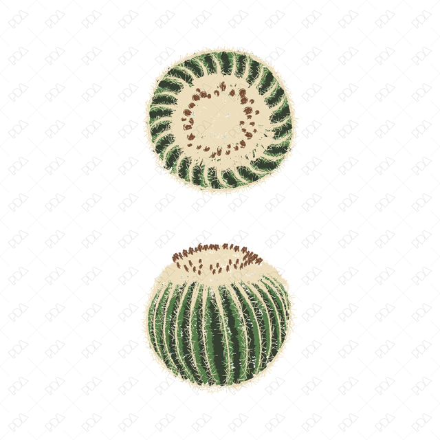 Vector & PNG Colorful Japanese Style Desert Plants (Topview + Sideview) - Post Digital Architecture — Free and Affordable Resources for Architects