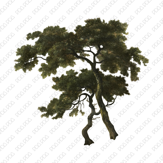 Artcutout Trees Multi-Pack (50 PNGs) - Post Digital Architecture — Free and Affordable Resources for Architects