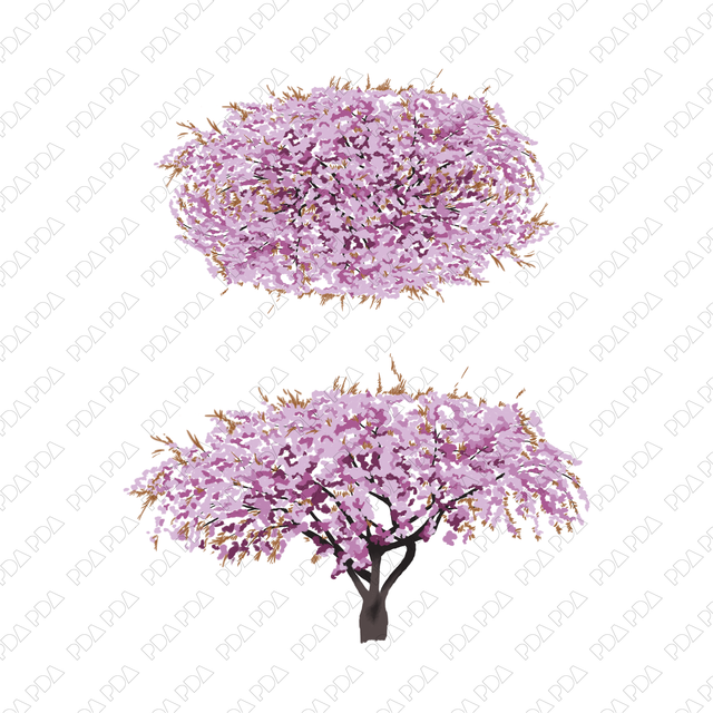 PNG Sakura, Plum, Almond in Top and Front Views - Post Digital Architecture — Free and Affordable Resources for Architects
