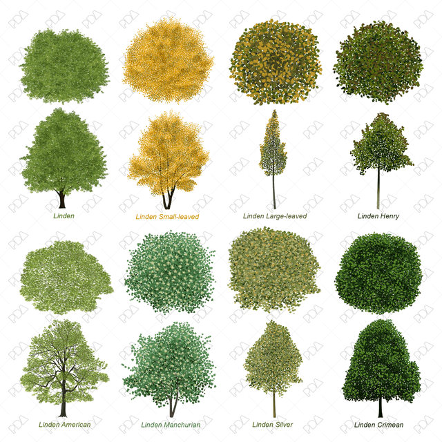 PNG Colorful Trees Multi-Pack (Top and Front Views)