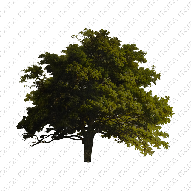 Artcutout Trees Multi-Pack (50 PNGs) - Post Digital Architecture — Free and Affordable Resources for Architects