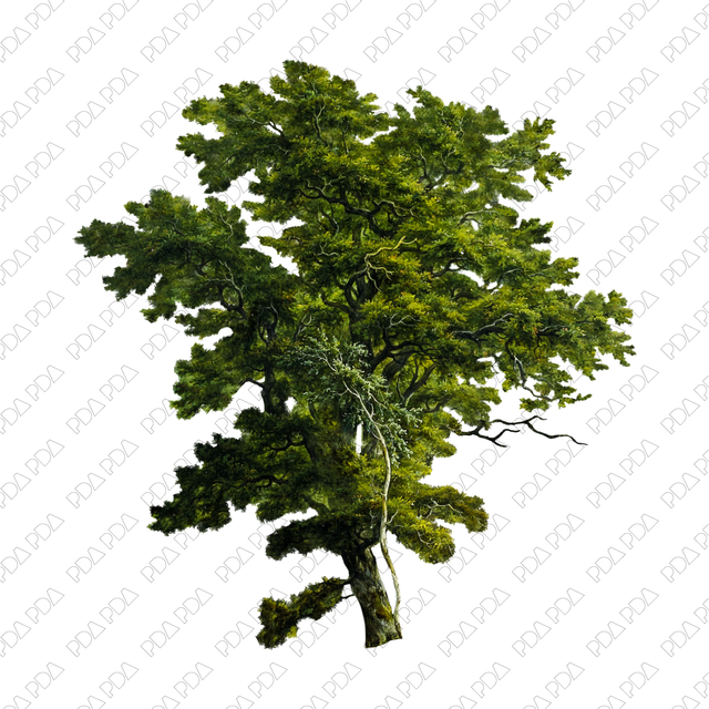 Artcutout Trees Multi-Pack (50 PNGs) - Post Digital Architecture — Free and Affordable Resources for Architects