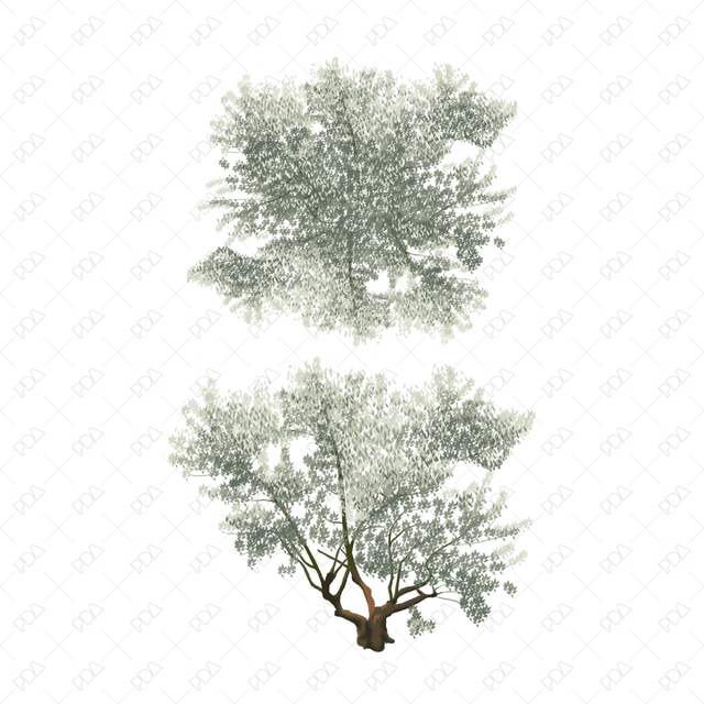 PNG Colorful Olive Trees (Topview + Sideview) - Post Digital Architecture — Free and Affordable Resources for Architects