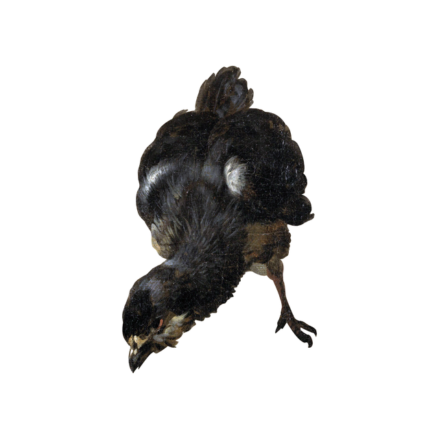 PNG Chicks by Melchior d'Hondecoeter Painter Set (FREE) - Post Digital Architecture — Free and Affordable Resources for Architects