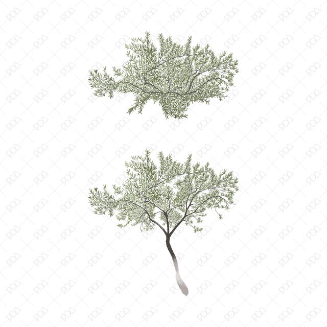 PNG Colorful Olive Trees (Topview + Sideview) - Post Digital Architecture — Free and Affordable Resources for Architects