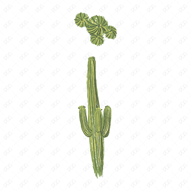 Vector & PNG Colorful Japanese Style Desert Plants (Topview + Sideview) - Post Digital Architecture — Free and Affordable Resources for Architects