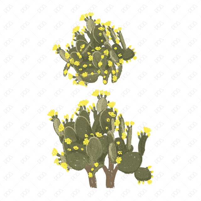 Vector & PNG Colorful Japanese Style Desert Plants (Topview + Sideview) - Post Digital Architecture — Free and Affordable Resources for Architects