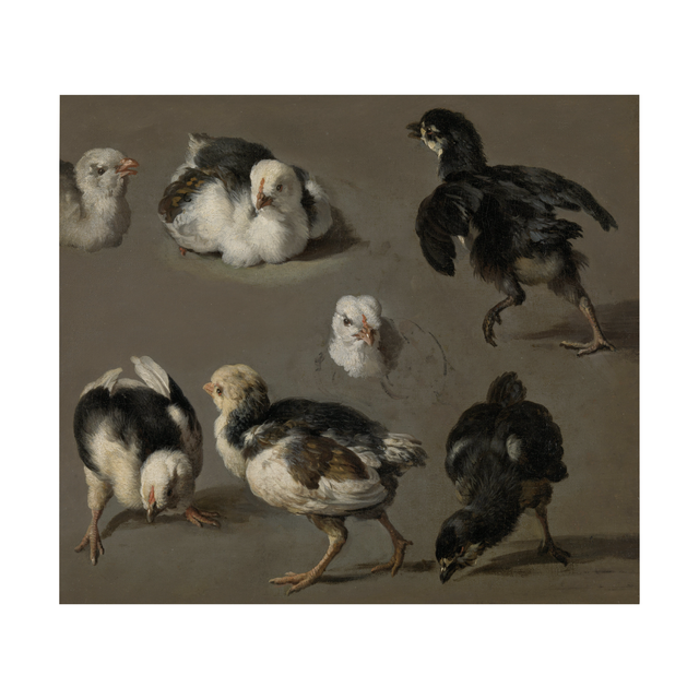 PNG Chicks by Melchior d'Hondecoeter Painter Set (FREE) - Post Digital Architecture — Free and Affordable Resources for Architects