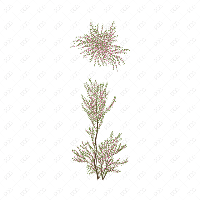 Vector & PNG Colorful Japanese Style Desert Plants (Topview + Sideview) - Post Digital Architecture — Free and Affordable Resources for Architects