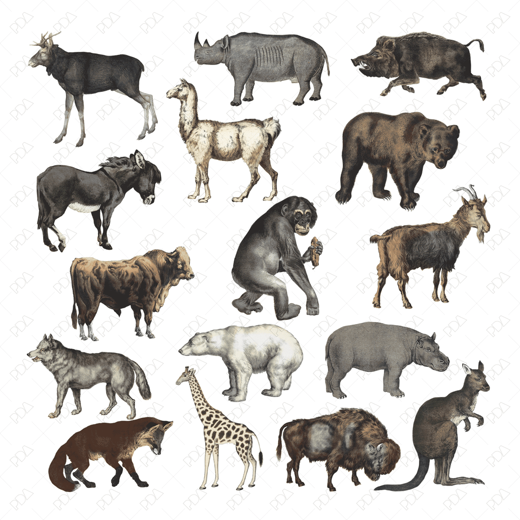 different types of animals