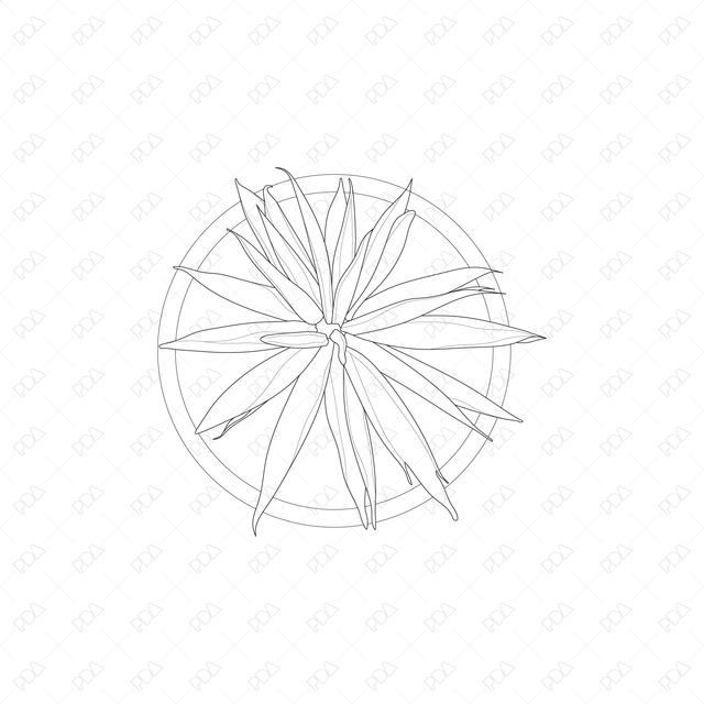 CAD and Vector Indoor Plants Set (Top view) - Post Digital Architecture — Free and Affordable Resources for Architects