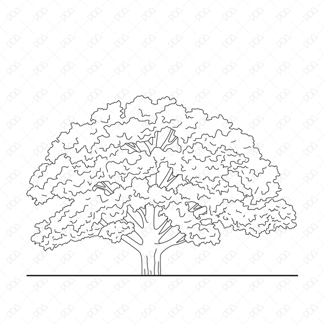 CAD and Vector European Trees and Plants Set (Top + Side view) - Post Digital Architecture — Free and Affordable Resources for Architects
