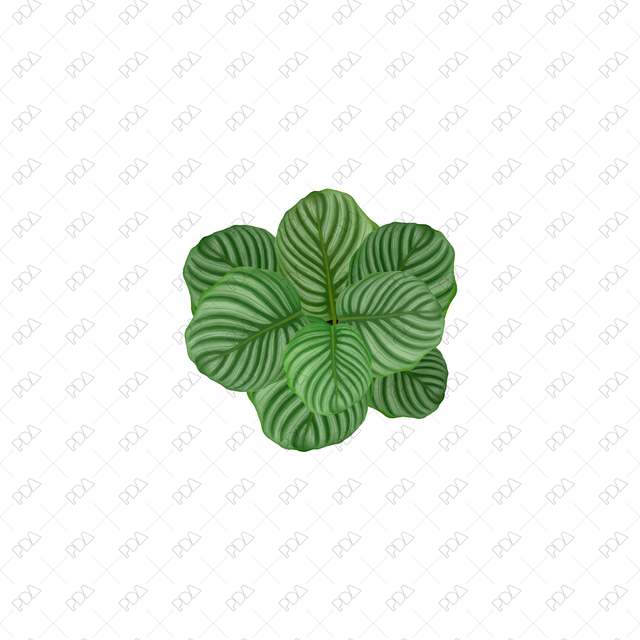 PNG Houseplants with Large Leaves in Top View - Post Digital Architecture — Free and Affordable Resources for Architects