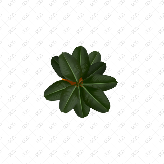 PNG Houseplants with Large Leaves in Top View - Post Digital Architecture — Free and Affordable Resources for Architects
