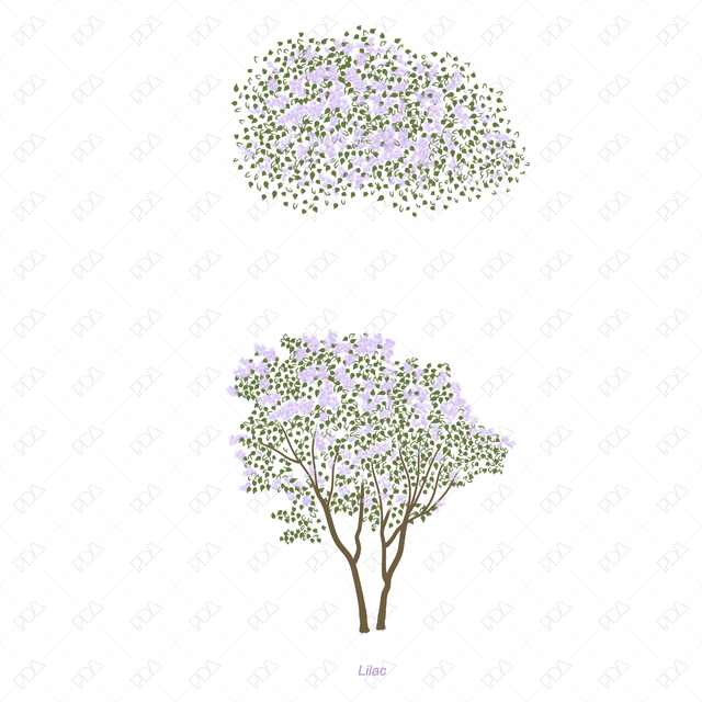 Vector and PNG Colorful Japanese Style Trees (Recommended) - Post Digital Architecture — Free and Affordable Resources for Architects