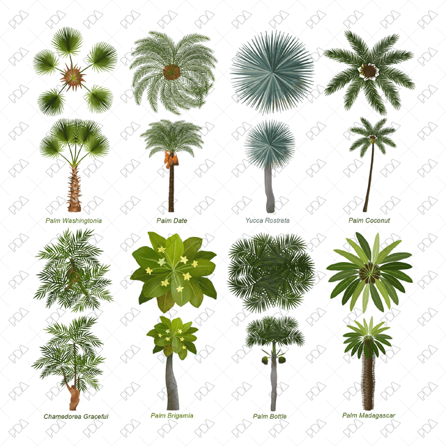 PNG Palm Trees Set (Top and front view)