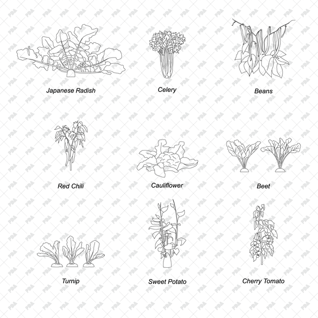 CAD & Vector Vegetable Plants Multi-Pack - Post Digital Architecture — Free and Affordable Resources for Architects