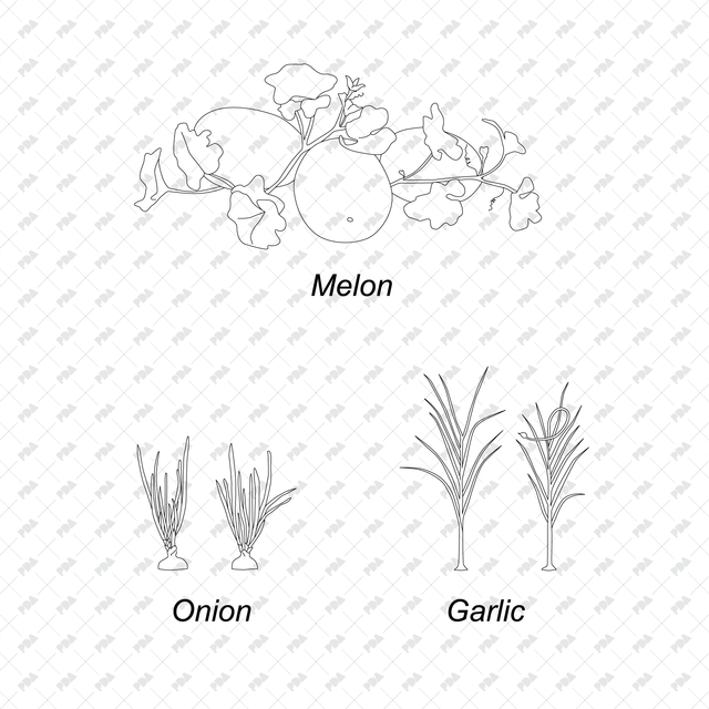CAD & Vector Vegetable Plants Multi-Pack - Post Digital Architecture — Free and Affordable Resources for Architects